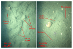 Thumbnail image of figure 46 and link to larger figure. Two photographs of the muddy sand in the study area.