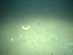 Thumbnail of a photograph of the sea floor, click to view full scale photograh.