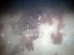 Thumbnail of a photograph of the sea floor, click to view full scale photograh.