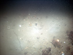 Thumbnail of a photograph of the sea floor, click to view full scale photograh.