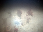 Thumbnail of a photograph of the sea floor, click to view full scale photograh.