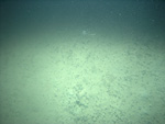 Thumbnail of a photograph of the sea floor, click to view full scale photograh.