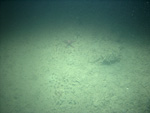 Thumbnail of a photograph of the sea floor, click to view full scale photograh.