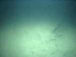 Thumbnail of a photograph of the sea floor, click to view full scale photograh.