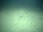 Thumbnail of a photograph of the sea floor, click to view full scale photograh.