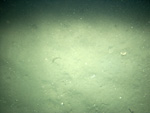 Thumbnail of a photograph of the sea floor, click to view full scale photograh.