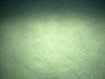 Thumbnail of a photograph of the sea floor, click to view full scale photograh.