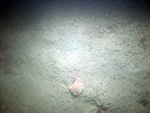 Thumbnail of a photograph of the sea floor, click to view full scale photograh.