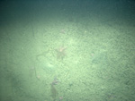 Thumbnail of a photograph of the sea floor, click to view full scale photograh.