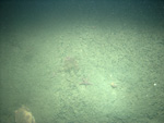 Thumbnail of a photograph of the sea floor, click to view full scale photograh.