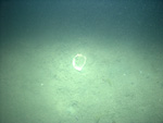 Thumbnail of a photograph of the sea floor, click to view full scale photograh.