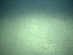 Thumbnail of a photograph of the sea floor, click to view full scale photograh.