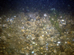 Thumbnail of a photograph of the sea floor, click to view full scale photograh.