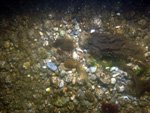 Thumbnail of a photograph of the sea floor, click to view full scale photograh.