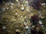 Thumbnail of a photograph of the sea floor, click to view full scale photograh.