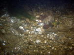 Thumbnail of a photograph of the sea floor, click to view full scale photograh.