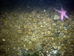 Thumbnail of a photograph of the sea floor, click to view full scale photograh.