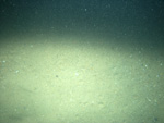 Thumbnail of a photograph of the sea floor, click to view full scale photograh.