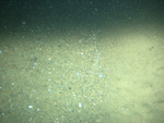 Thumbnail of a photograph of the sea floor, click to view full scale photograh.