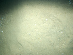 Thumbnail of a photograph of the sea floor, click to view full scale photograh.