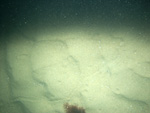 Thumbnail of a photograph of the sea floor, click to view full scale photograh.