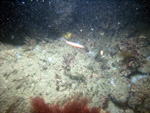 Thumbnail of a photograph of the sea floor, click to view full scale photograh.