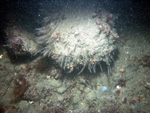 Thumbnail of a photograph of the sea floor, click to view full scale photograh.