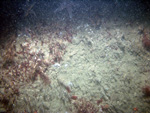 Thumbnail of a photograph of the sea floor, click to view full scale photograh.