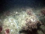 Thumbnail of a photograph of the sea floor, click to view full scale photograh.