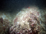 Thumbnail of a photograph of the sea floor, click to view full scale photograh.