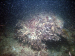 Thumbnail of a photograph of the sea floor, click to view full scale photograh.