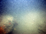 Thumbnail of a photograph of the sea floor, click to view full scale photograh.