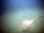 Thumbnail of a photograph of the sea floor, click to view full scale photograh.