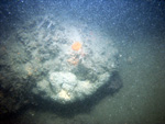 Thumbnail of a photograph of the sea floor, click to view full scale photograh.