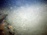 Thumbnail of a photograph of the sea floor, click to view full scale photograh.