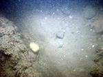 Thumbnail of a photograph of the sea floor, click to view full scale photograh.