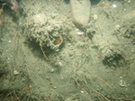 Thumbnail of a photograph of the sea floor, click to view full scale photograh.