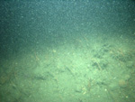 Thumbnail of a photograph of the sea floor, click to view full scale photograh.