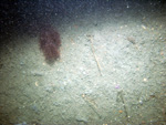 Thumbnail of a photograph of the sea floor, click to view full scale photograh.