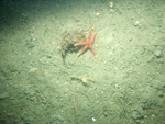 Thumbnail of a photograph of the sea floor, click to view full scale photograh.