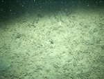 Thumbnail of a photograph of the sea floor, click to view full scale photograh.