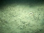 Thumbnail of a photograph of the sea floor, click to view full scale photograh.