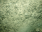 Thumbnail of a photograph of the sea floor, click to view full scale photograh.