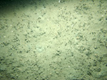 Thumbnail of a photograph of the sea floor, click to view full scale photograh.