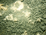 Thumbnail of a photograph of the sea floor, click to view full scale photograh.