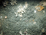 Thumbnail of a photograph of the sea floor, click to view full scale photograh.