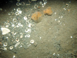 Thumbnail of a photograph of the sea floor, click to view full scale photograh.