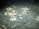 Thumbnail of a photograph of the sea floor, click to view full scale photograh.