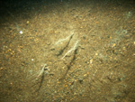 Thumbnail of a photograph of the sea floor, click to view full scale photograh.