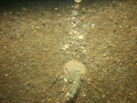 Thumbnail of a photograph of the sea floor, click to view full scale photograh.